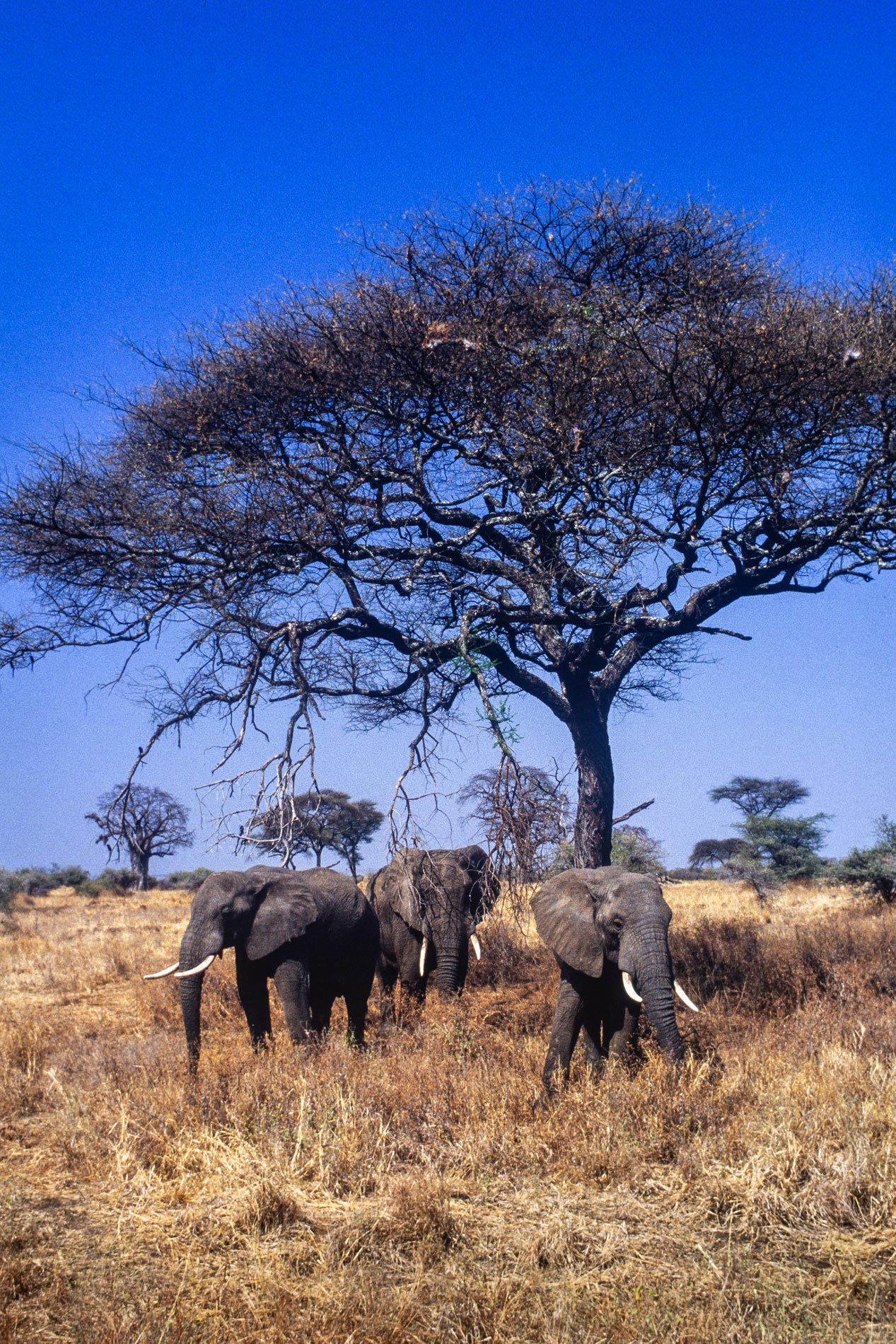 ngorogoro_elephants