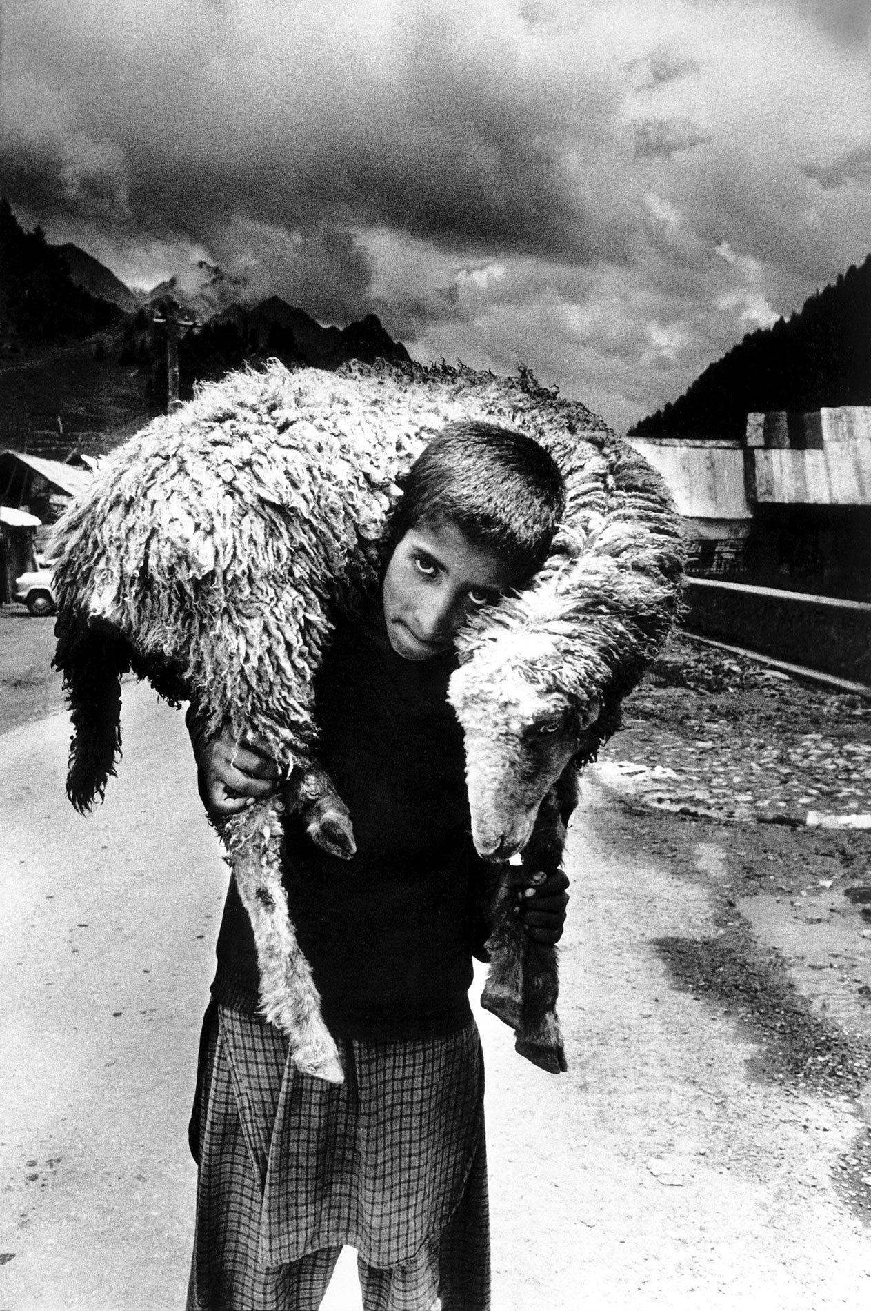 use_kashmir_sheep_c